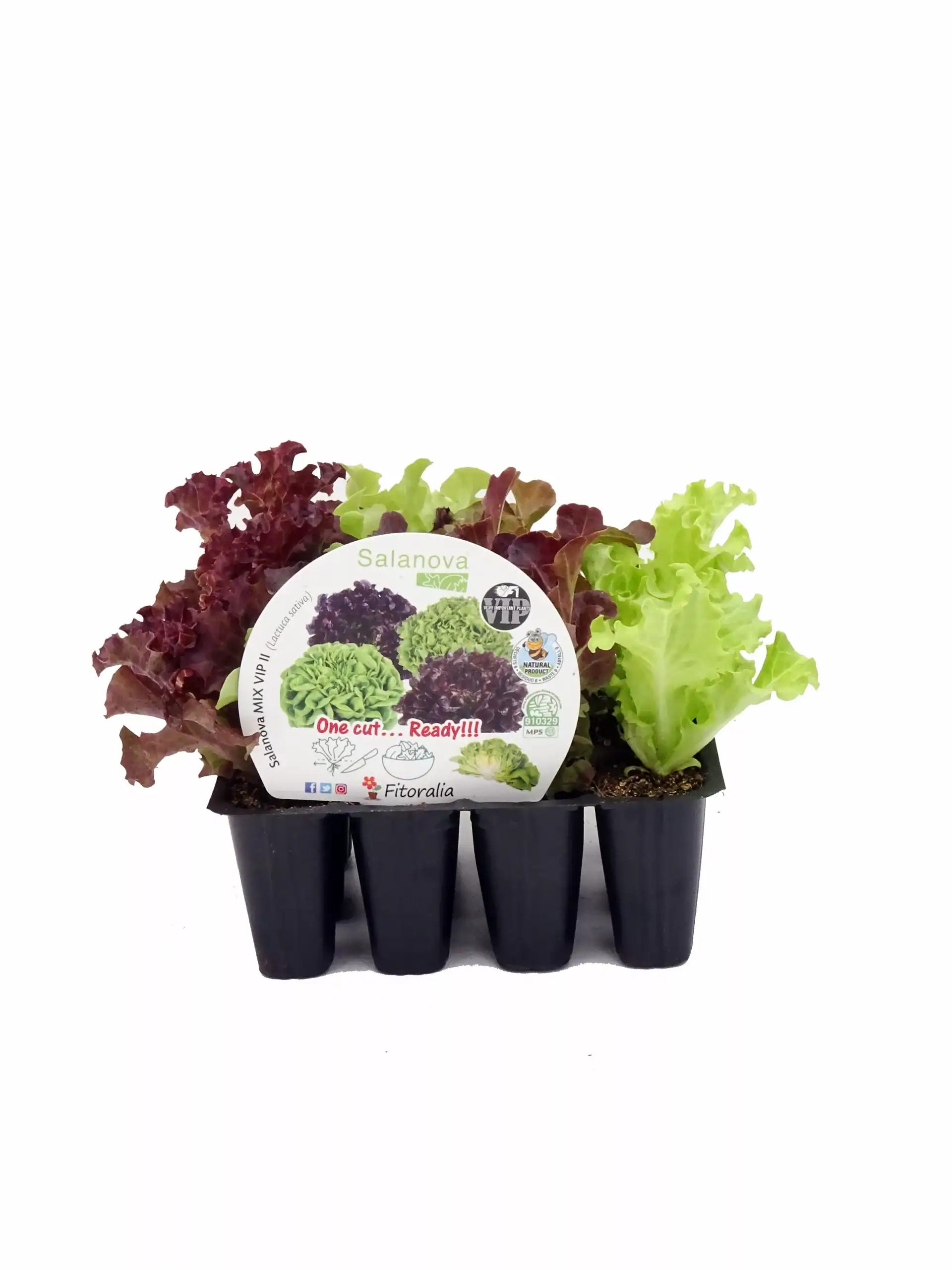 Verdor de plantas de lechuga ecológica en bandeja de cultivo, variedad Salanova, con etiquetas de certificación y sostenibilidad, ideal para huertos urbanos y cultivo orgánico.