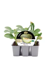 Jardineras con plantas de melón en crecimiento, ideal para cultivo ecológico y orgánico. Diversidad de plantas en envases plásticos, cultivo saludable y natural.