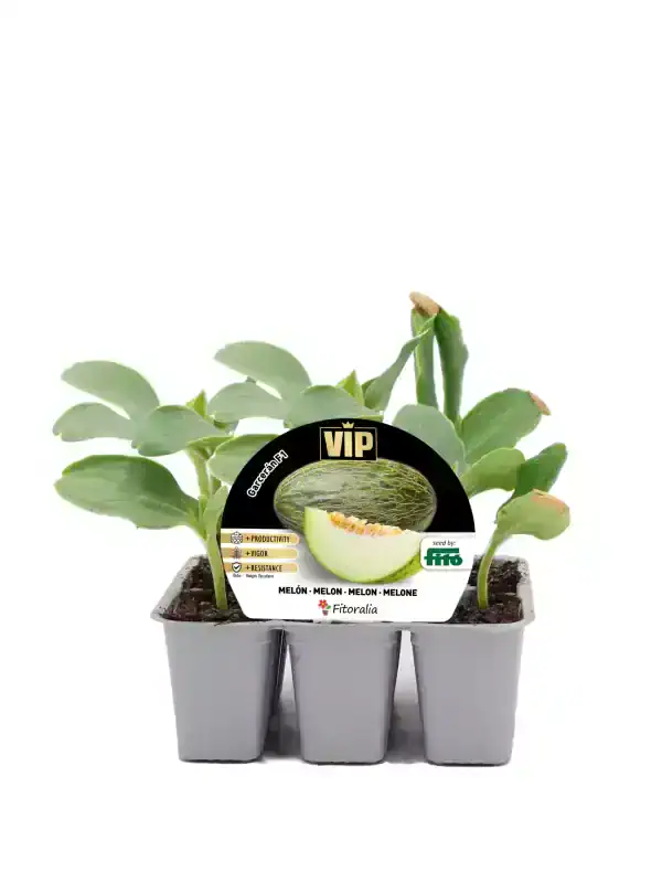 Jardineras con plantas de melón en crecimiento, ideal para cultivo ecológico y orgánico. Diversidad de plantas en envases plásticos, cultivo saludable y natural.