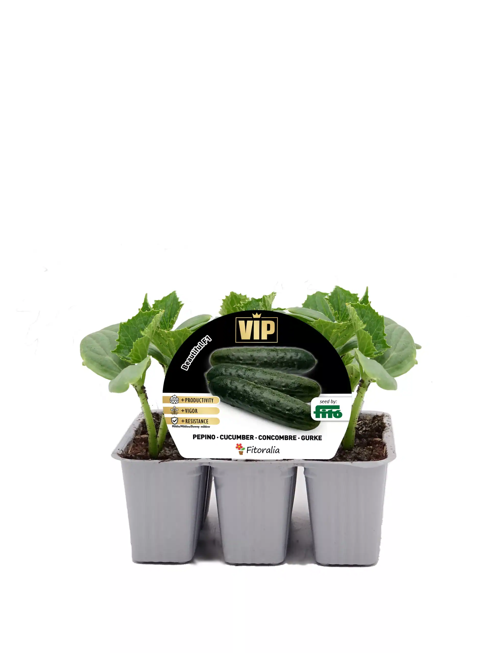 Cucumbers en maceta con hojas verdes, cultivo ecológico para jardín, crecimiento saludable y resistente para una cosecha abundante.