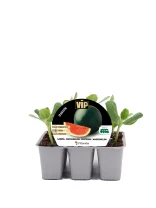 Jardineras con semillas de sandía en macetas de plástico, lista para cultivar watermelon en casa, ideal para huerto ecológico y agricultura sostenible.