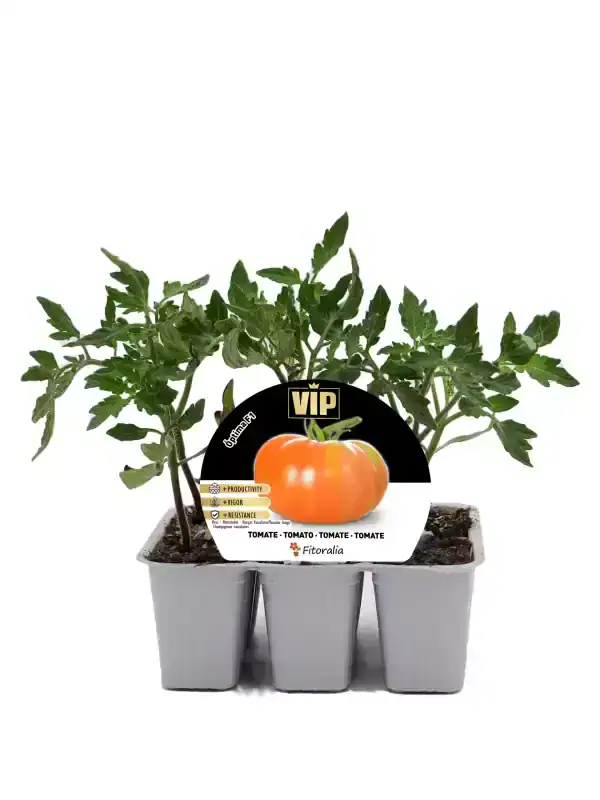 Tomatera en maceta, cultivo ecológico, huerto urbano, semillas de tomate, producción de tomates saludables, cultivo sostenible, huerto.bio.