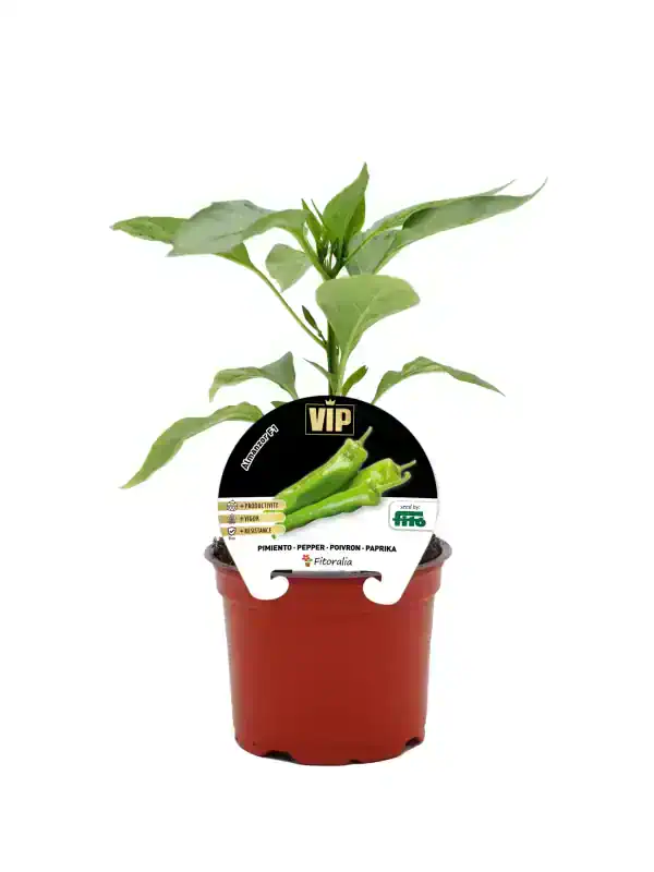 Lote de pimiento ecológico en maceta con etiqueta de semillas Fitoralia, mostrando la planta joven y saludable lista para crecer en huerto orgánico.