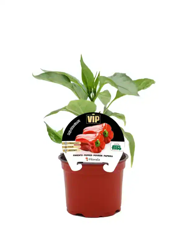 Hortaliza en maceta de pimientos rojos, crecimiento en casa, cultivo ecológico, producto orgánico, huerto urbano, semillas de calidad, agricultura sostenible, huerto.bio, cultivo de pimientos, jardín en interior.