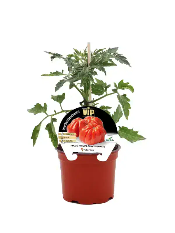 Ramillete de tomates en maceta, cultivo ecológico y cuidado en huerto.bio para obtener tomates frescos y saludables en casa.
