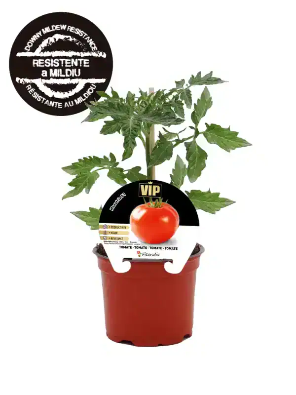 Tomatera en maceta, planta de tomate saludable y madura, cultivo ecológico en huerto urbano, ideal para cocina saludable y orgánica.