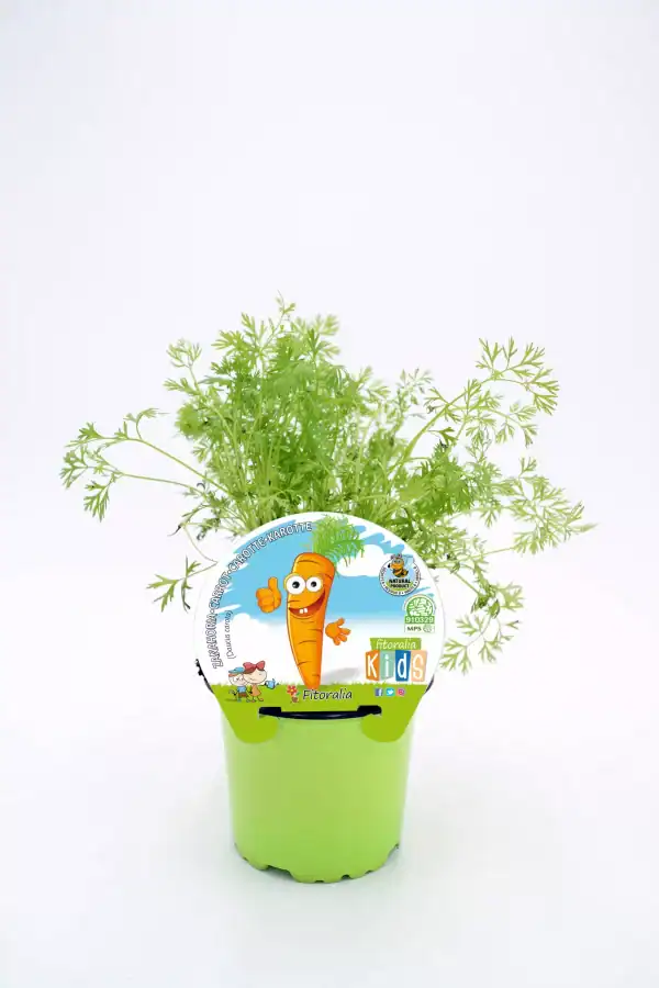 Carrot plant in a green pot with "Fitoralia Kids" label, ideal for organic vegetable gardening and children's gardening education.