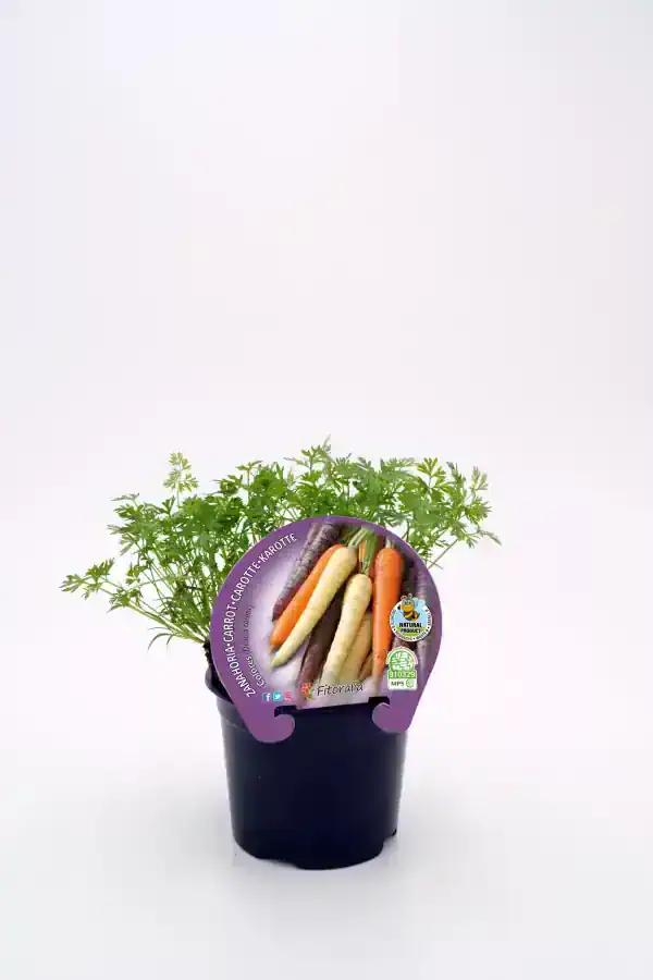 Variedad de zanahorias ecológicas en maceta, ideales para cultivo en casa o huerto urbano, con certificación ecológica y promoción de agricultura sostenible.