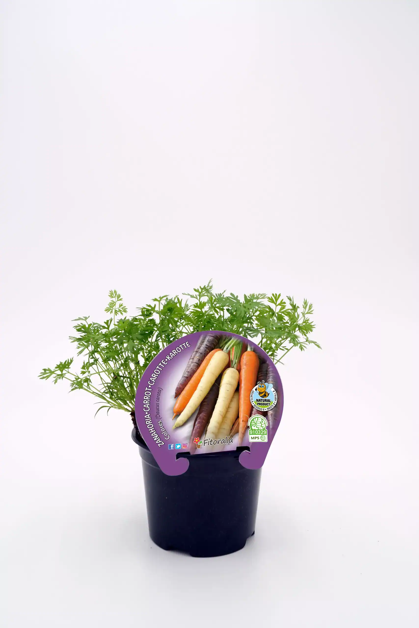 Variedad de zanahorias ecológicas en maceta, ideales para cultivo en casa o huerto urbano, con certificación ecológica y promoción de agricultura sostenible.