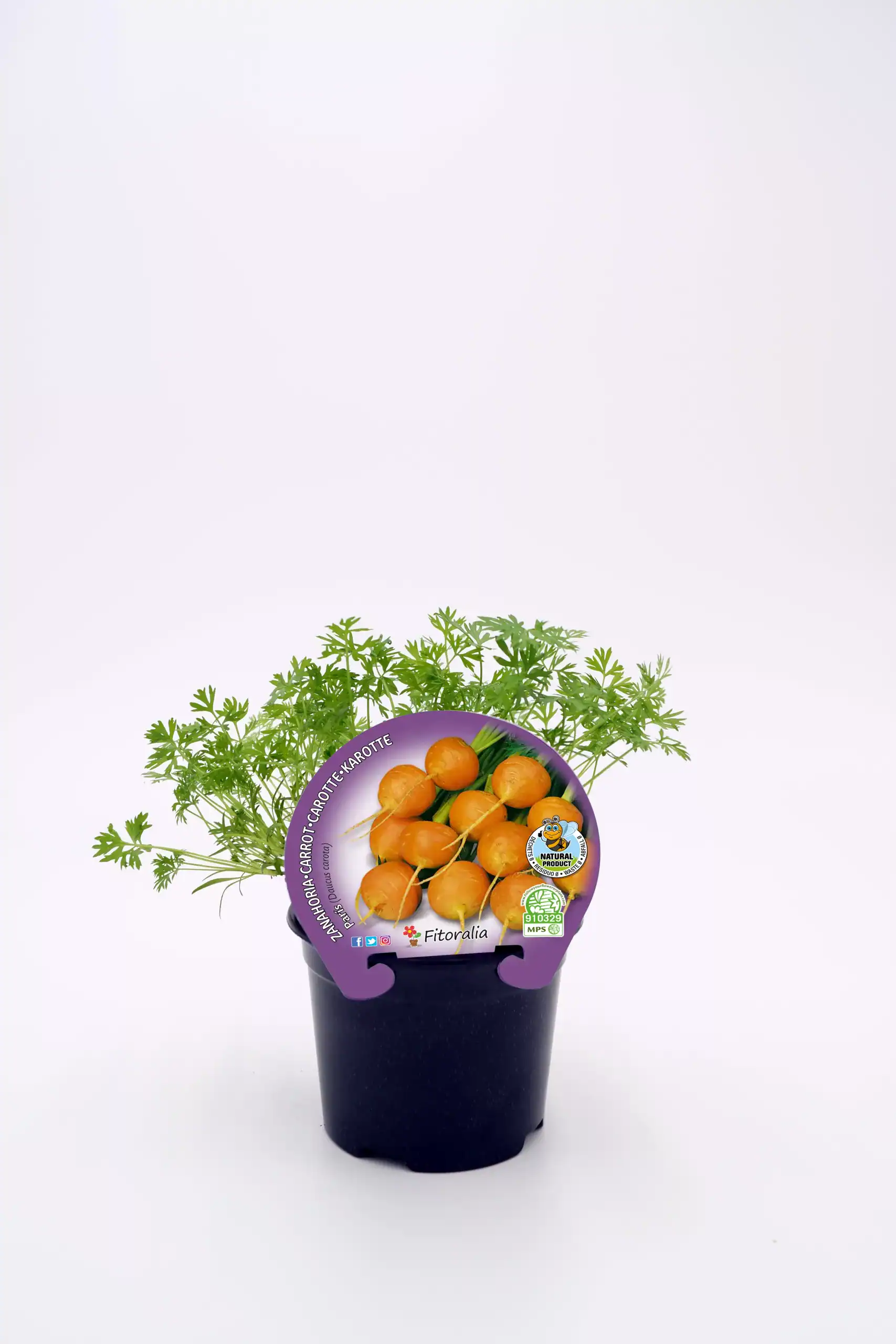 Cilindro de zanahorias baby orgánicas con plantas aromáticas en maceta, cultivo ecológico y saludable.