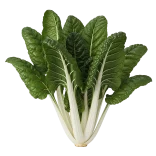 Hoja de verdura fresca y saludable, ideal para huerto ecológico y cocina saludable, selección de hortalizas naturales para agricultura sostenible y alimentación orgánica.