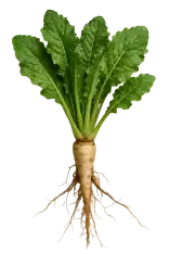 Rábano con hojas verdes y raíz visible, cultivo ecológico saludable, huerto.bio.