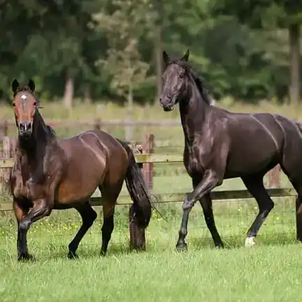 Hoeven paard