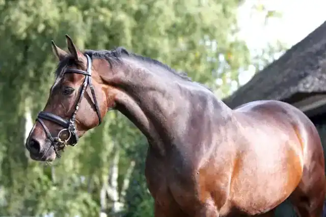 5 tips voor een glanzende vacht bij je paard