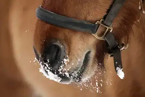 Tips voor een gezond paard in de winter