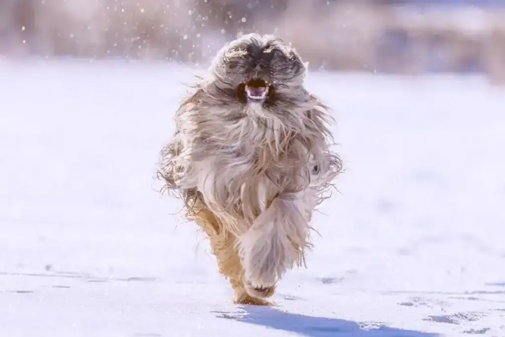 Hond sneeuw ijs