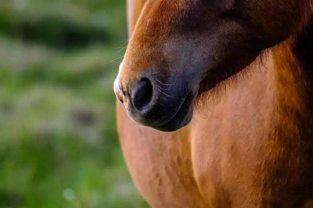 Wintervacht paarden