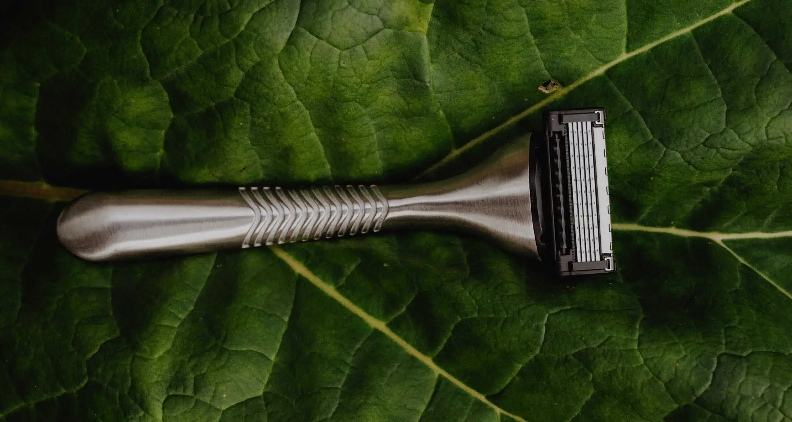 A Bearded Colonel razor head resting on a dark green leaf