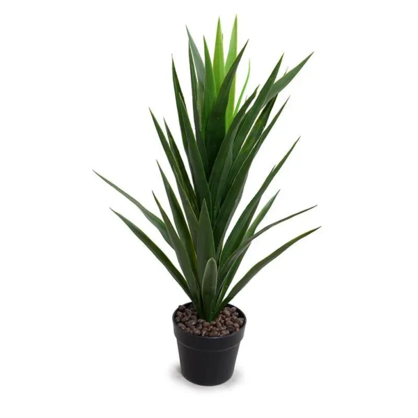 Green Yucca
