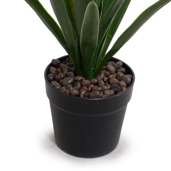 Green Yucca
