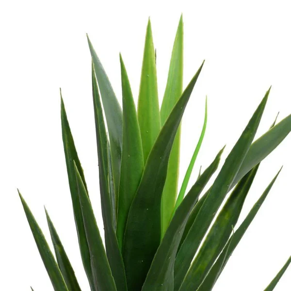 Green Yucca