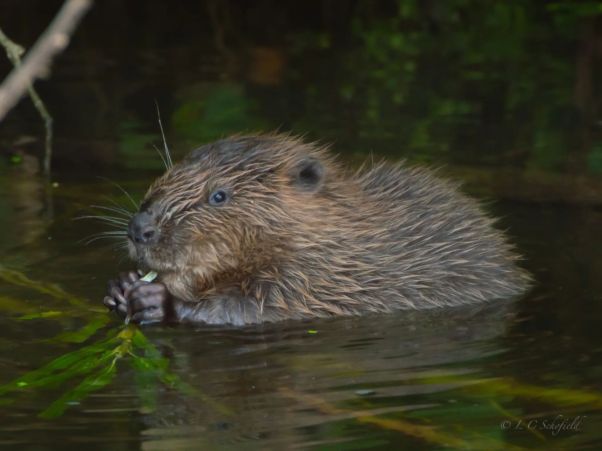 Bringing Beavers Back to London – Ealing Wildlife Group