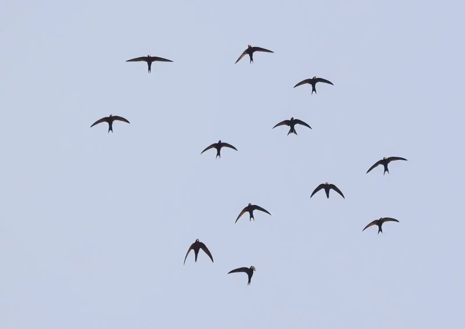 Swifts photo by Malcolm Bowey