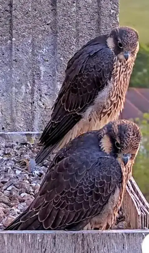 Sunrise on the nest box Petra Shahzad 
