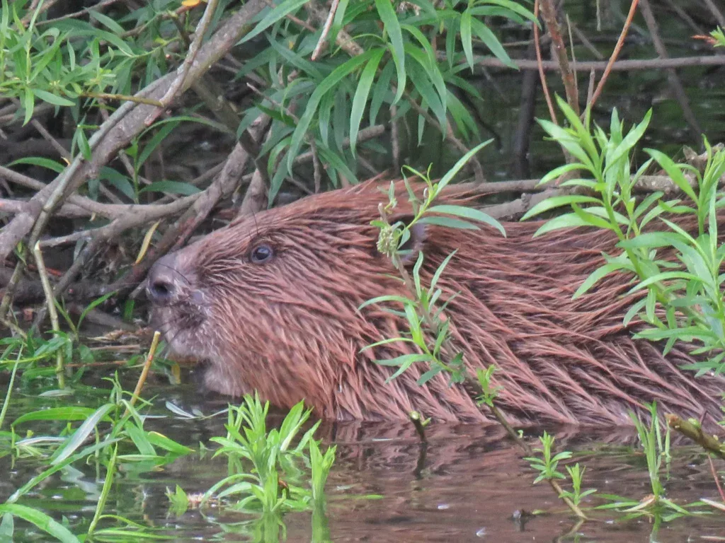 beaver closeup