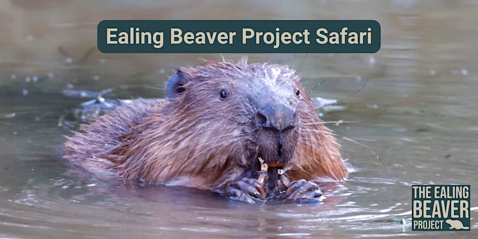 Ealing beaver project safari