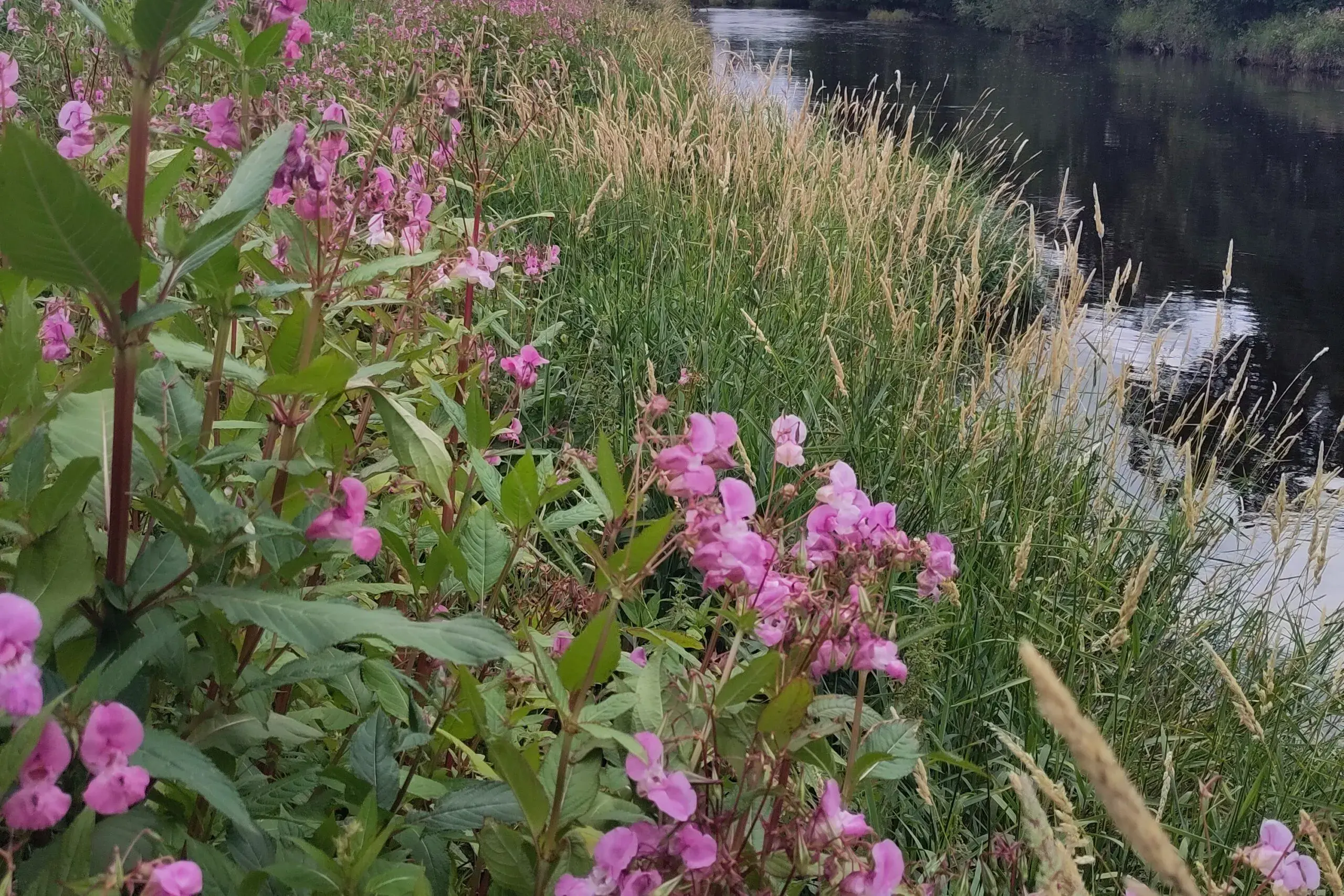 Himalayan Balsam