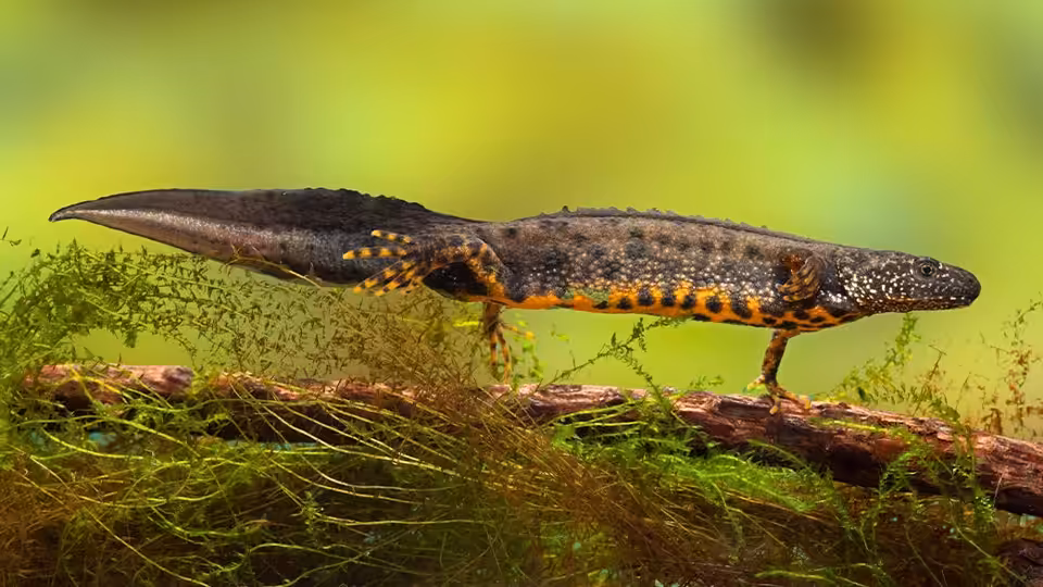 Great Crested Newt