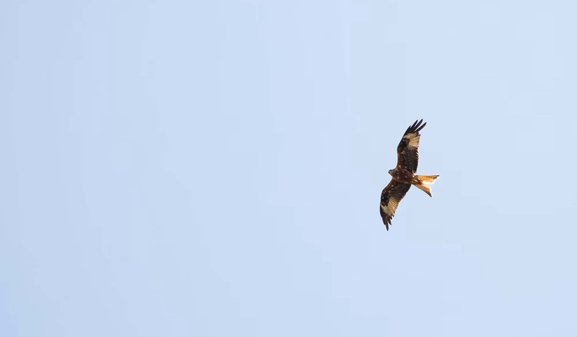 Red Kite at Costons