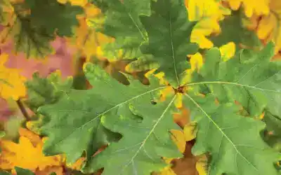 Why Winter Is the Right Time to Prune Oak Trees: Protecting Urban Forests from Oak Wilt