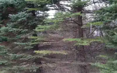 Spring Lake & Muskegon County Tree Removal Permit and Safety Guide