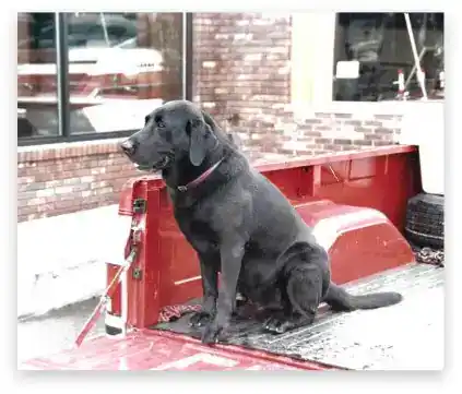 Cute black Labrador sitting in truck bed outside Hall's Sport Center.