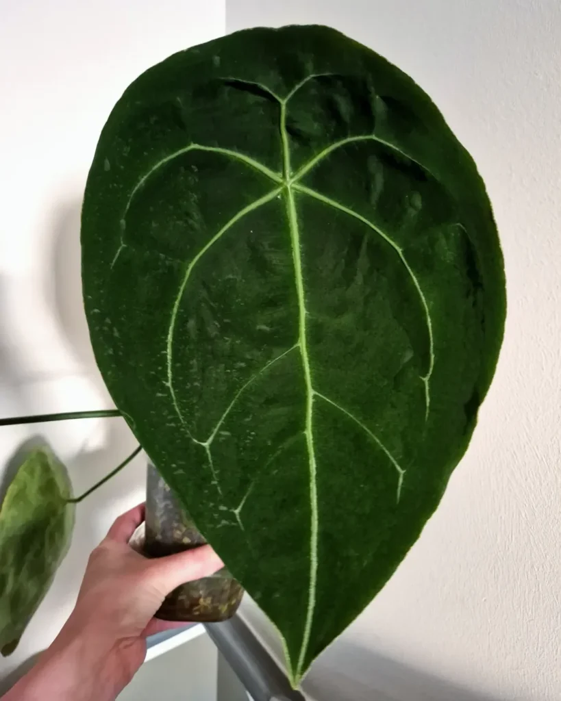 Anthurium Forgetii