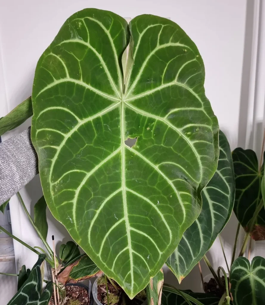 Anthurium Magnificum