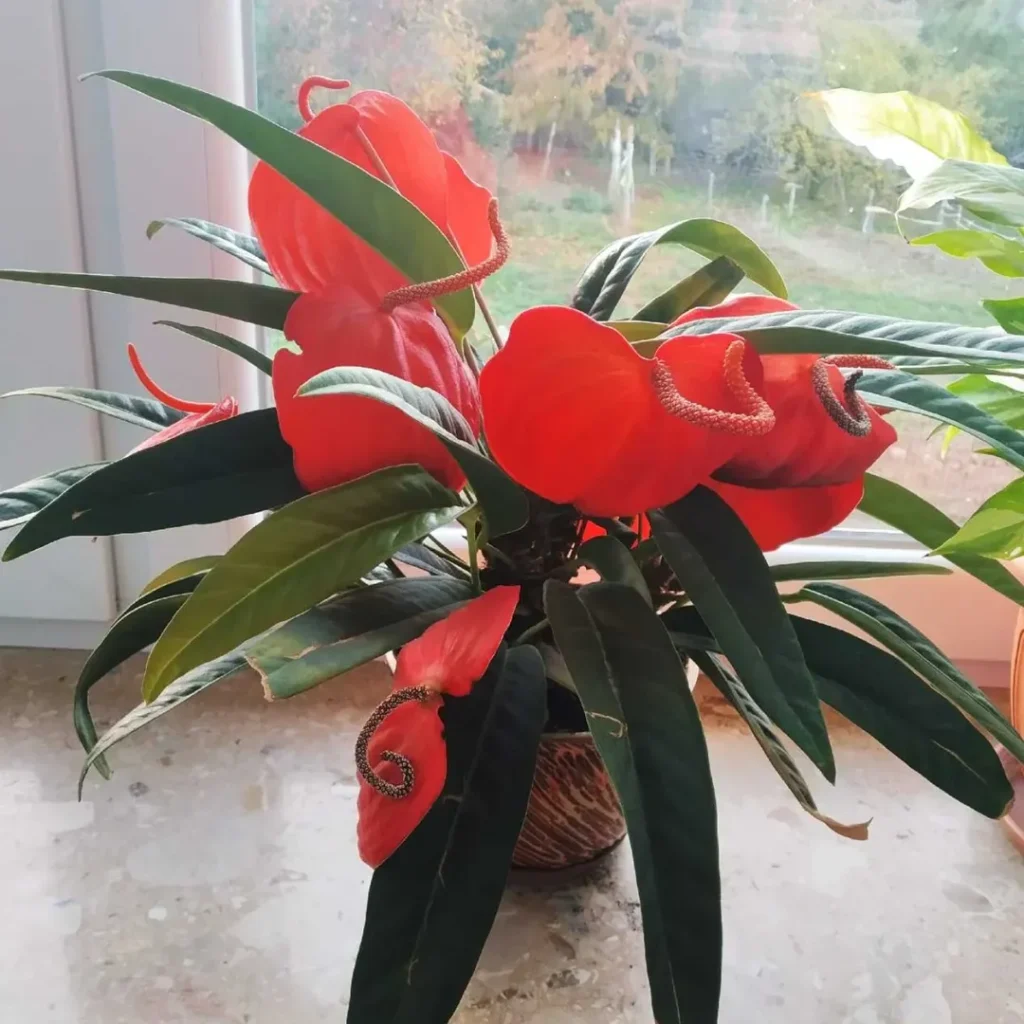 Anthurium Scherzerianum