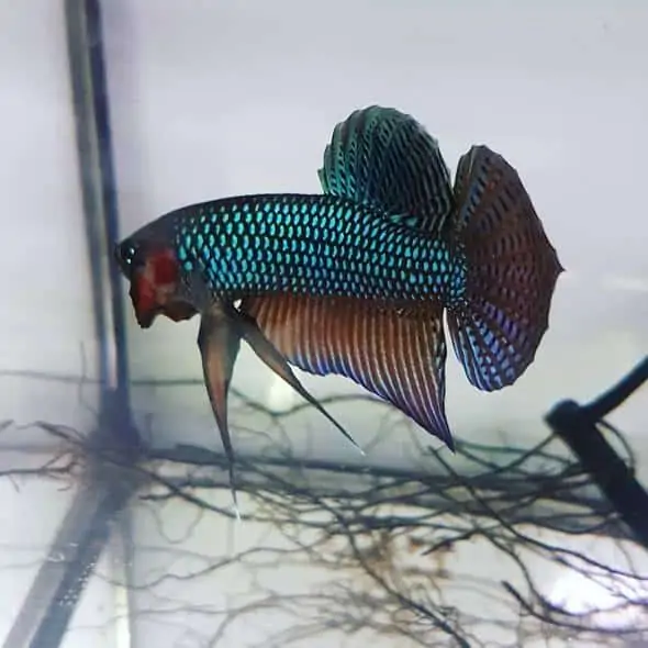 betta smaragdina emerald
