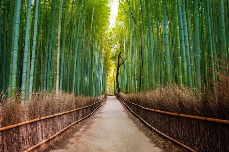 Bosque de Bambú de Arashiyama al amanecer