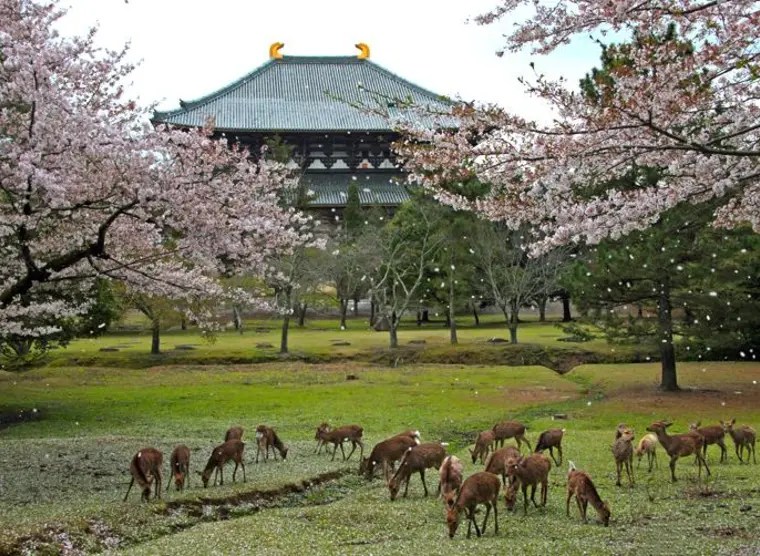 Ciervo comiendo en el Parque de Nara