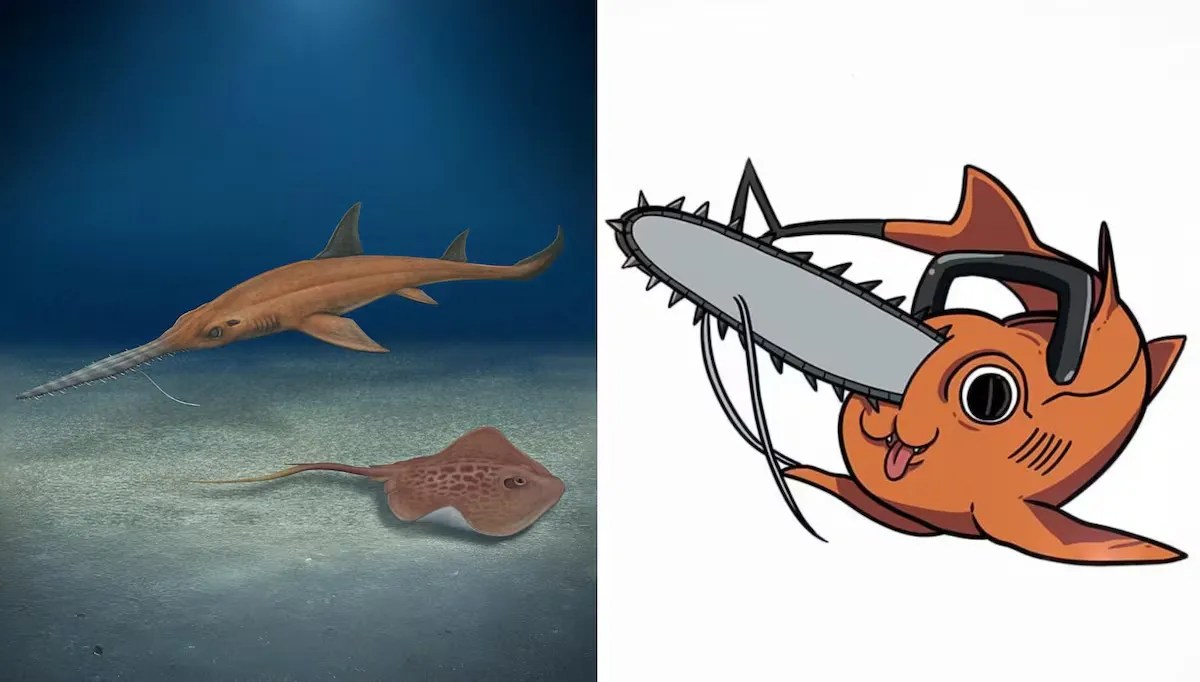 Foto del tiburón sierra fósil inspirado en Pochita de Chainsaw Man