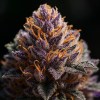 Strong Purple Haze Weed for Creative Sessions | Moonrock Online Shop