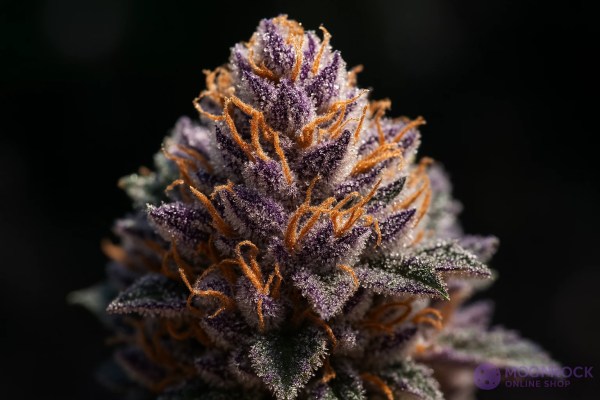 Strong Purple Haze Weed for Creative Sessions | Moonrock Online Shop