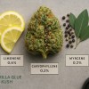Gorilla Glue Kush terpene profile: Limonene, Caryophyllene, Myrcene with Moonrock lab certification