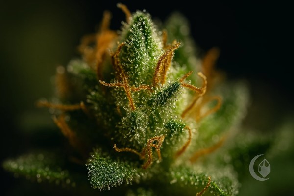 Order Jack Herer Marijuana - Discreet Nitrogen-Sealed Delivery | Moonrock Online Shop