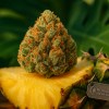 Pineapple Express Hybrid Strain premium cannabis buds displayed on fresh pineapple with tropical garnish - Moonrock Online Shop