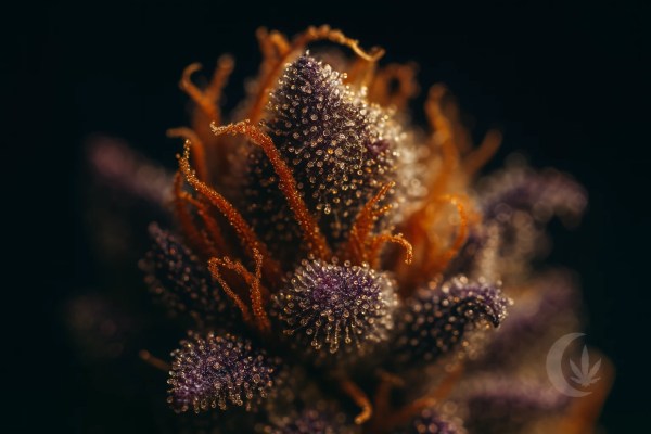 Premium Purple Kush Strain trichomes - Moonrock Online Shop