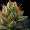 Ultra-macro shot of White Widow cannabis bud showing frosty trichomes and orange hairs – Buy White Widow Strain from Moonrock Online Shop